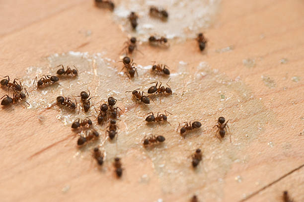 Professional Pest Control in Grandy, NC